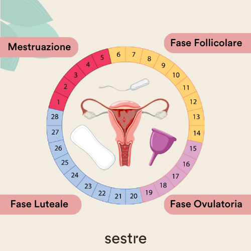 Fasi ciclo mestruale