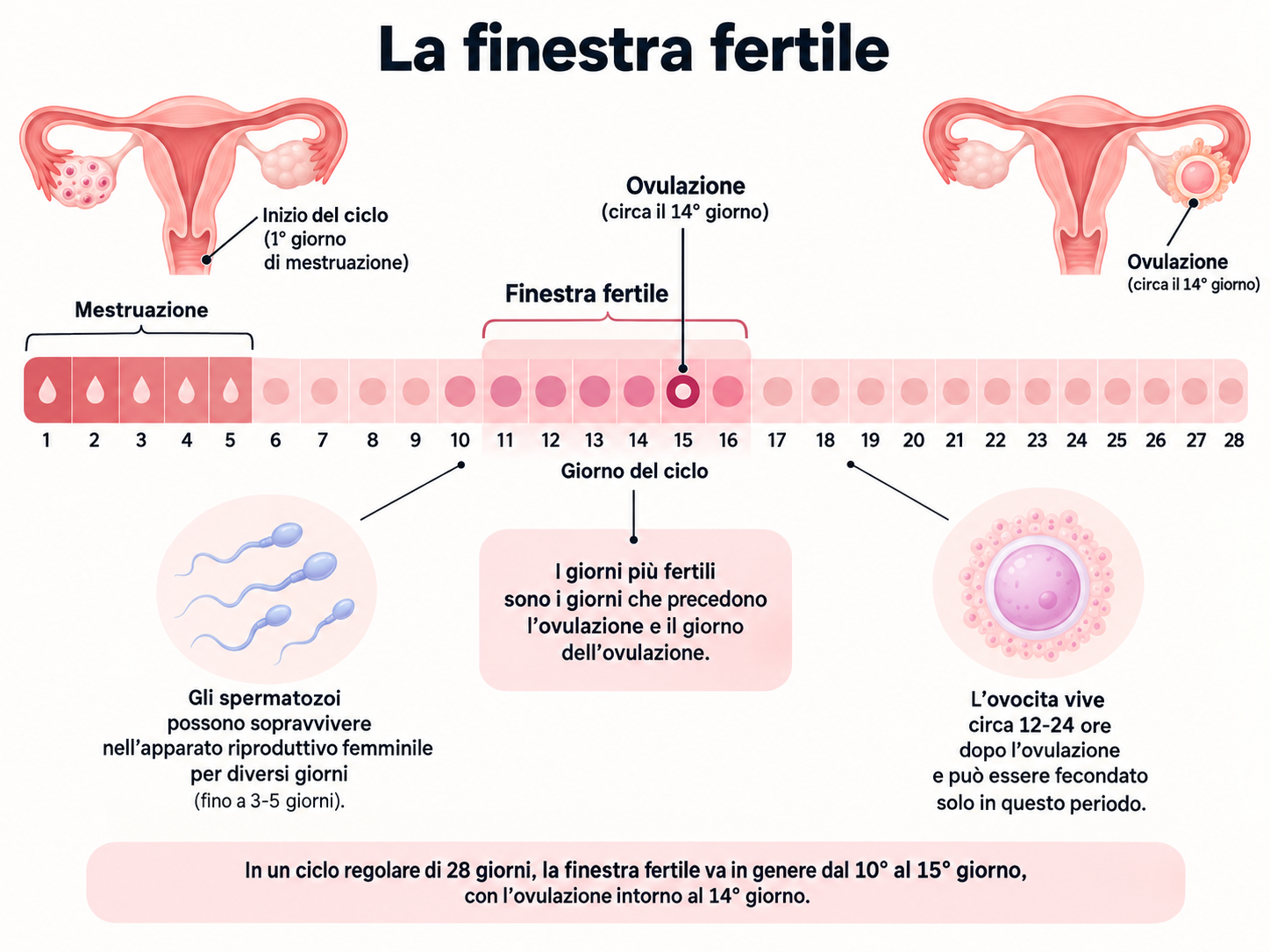 La finestra fertile su una timeline