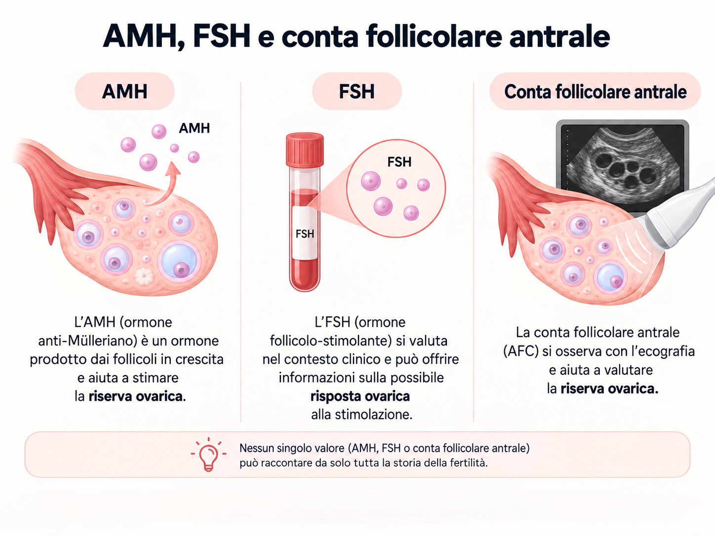 AMH, FSH e conta follicolare: che cosa raccontano