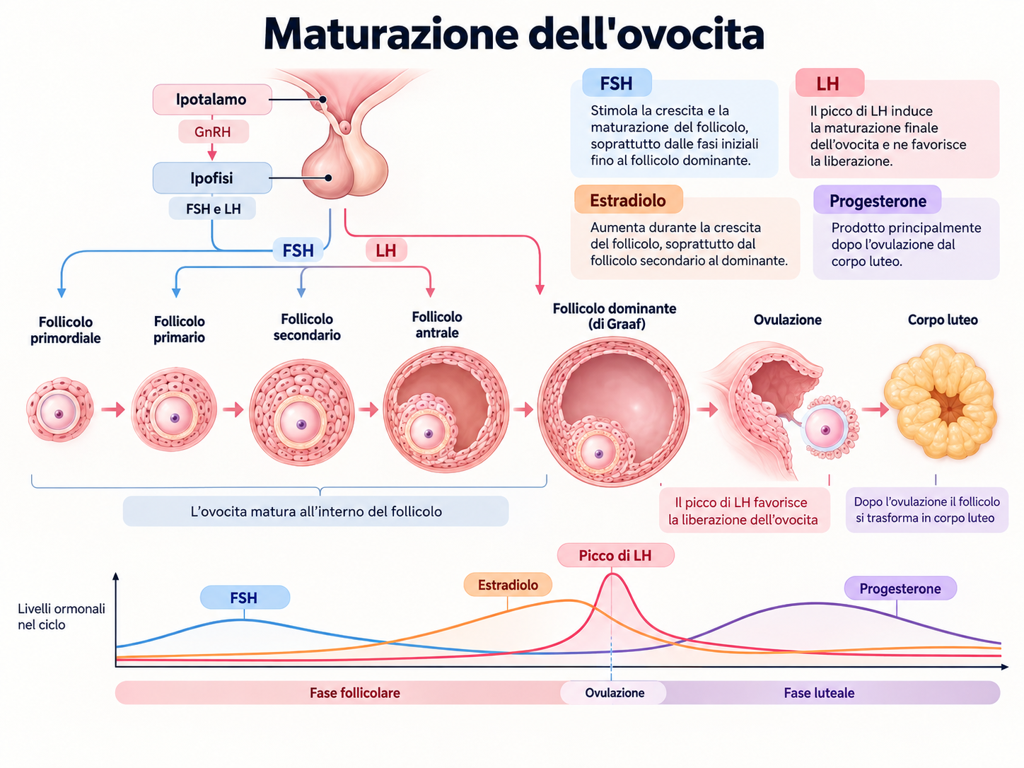 Maturazione dell'ovocita