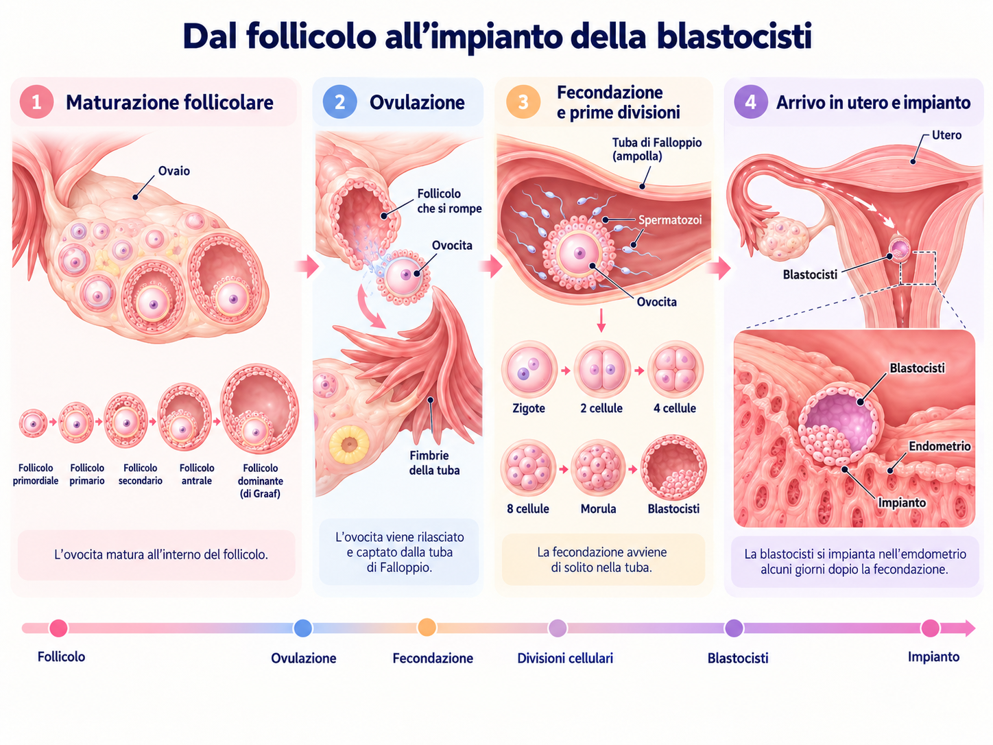 Dal follicolo all'impianto